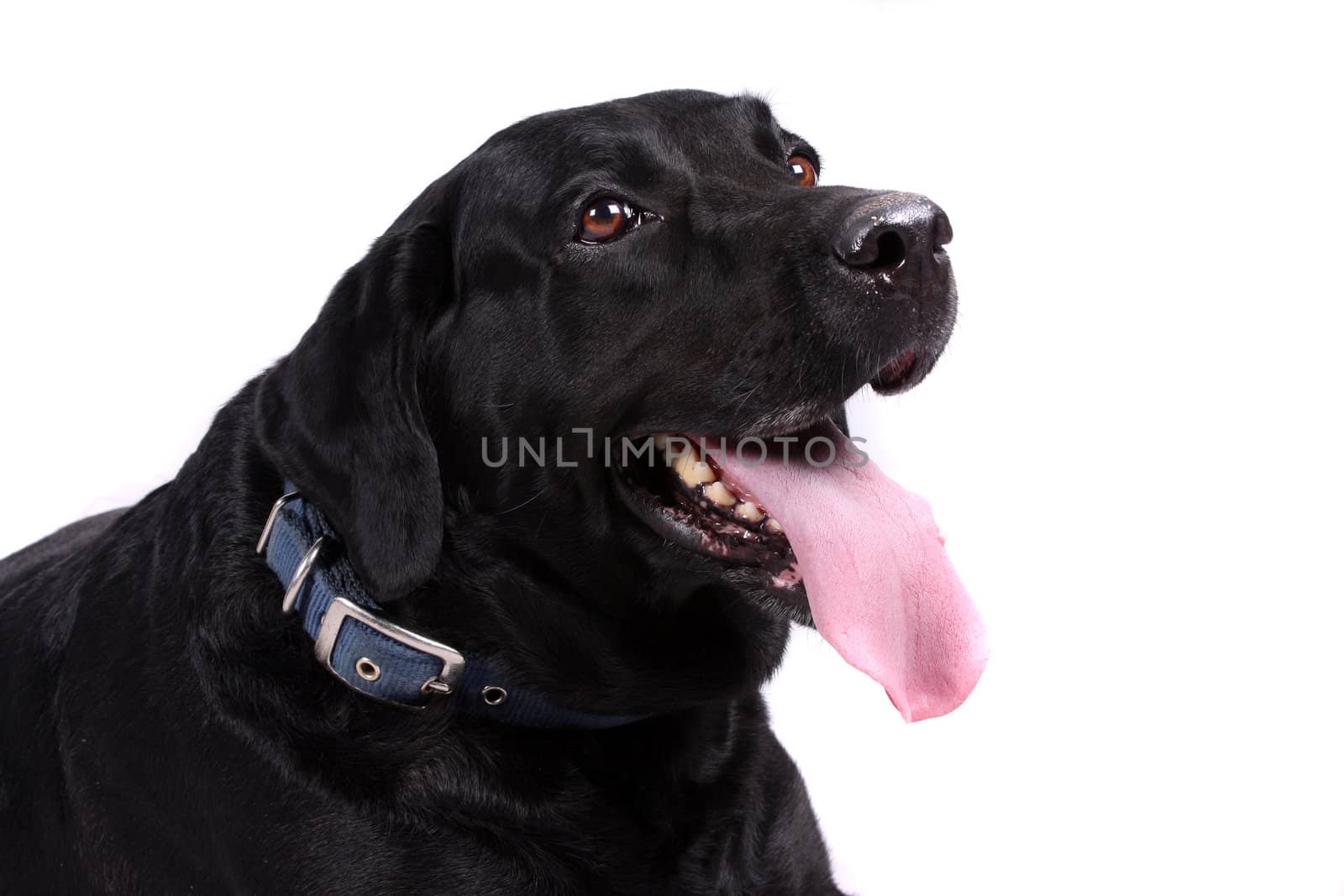 A portrait of a cute black labrador dog, on white studio background.