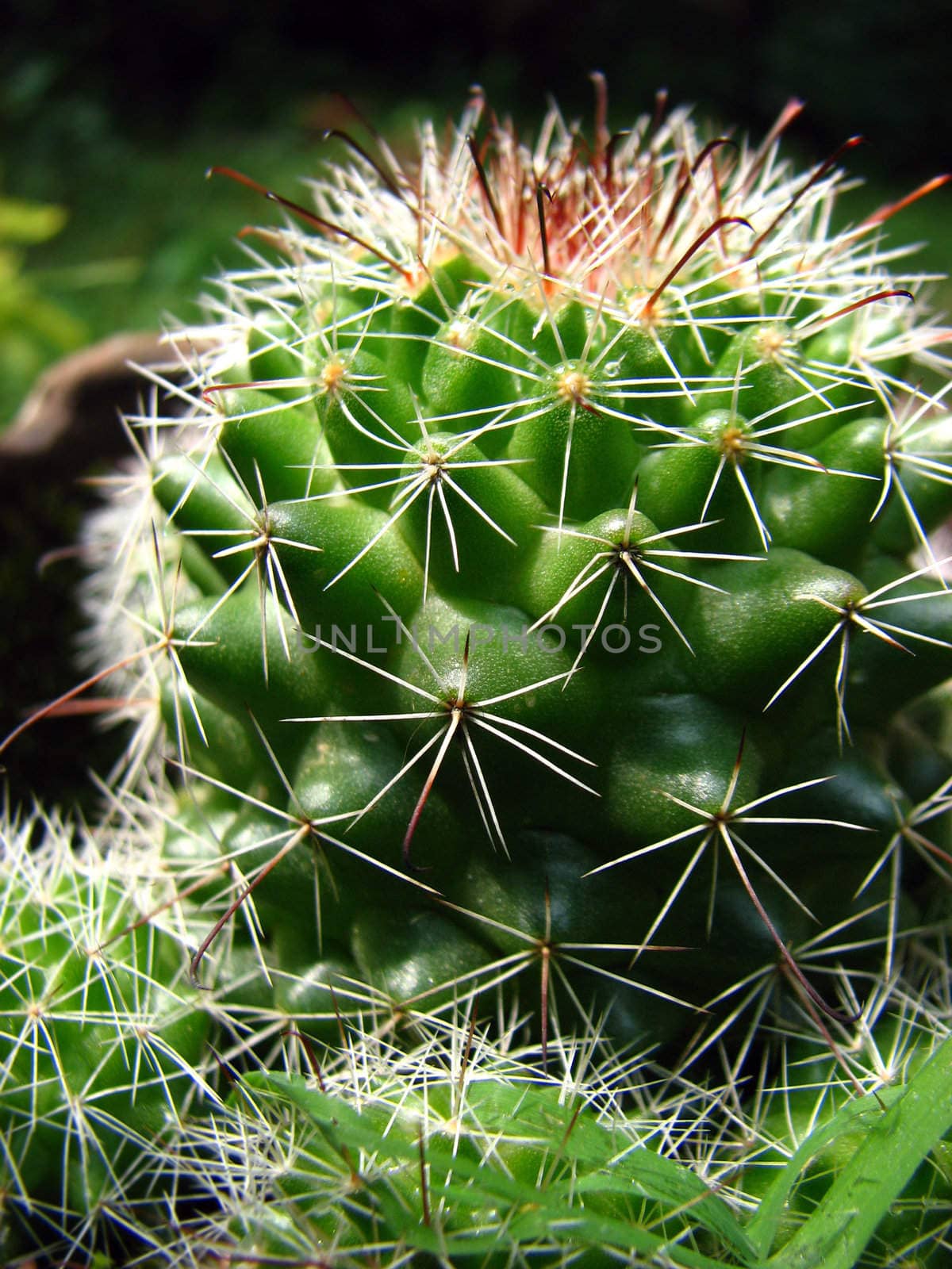 A closeup detailed view of a small cactus plant.