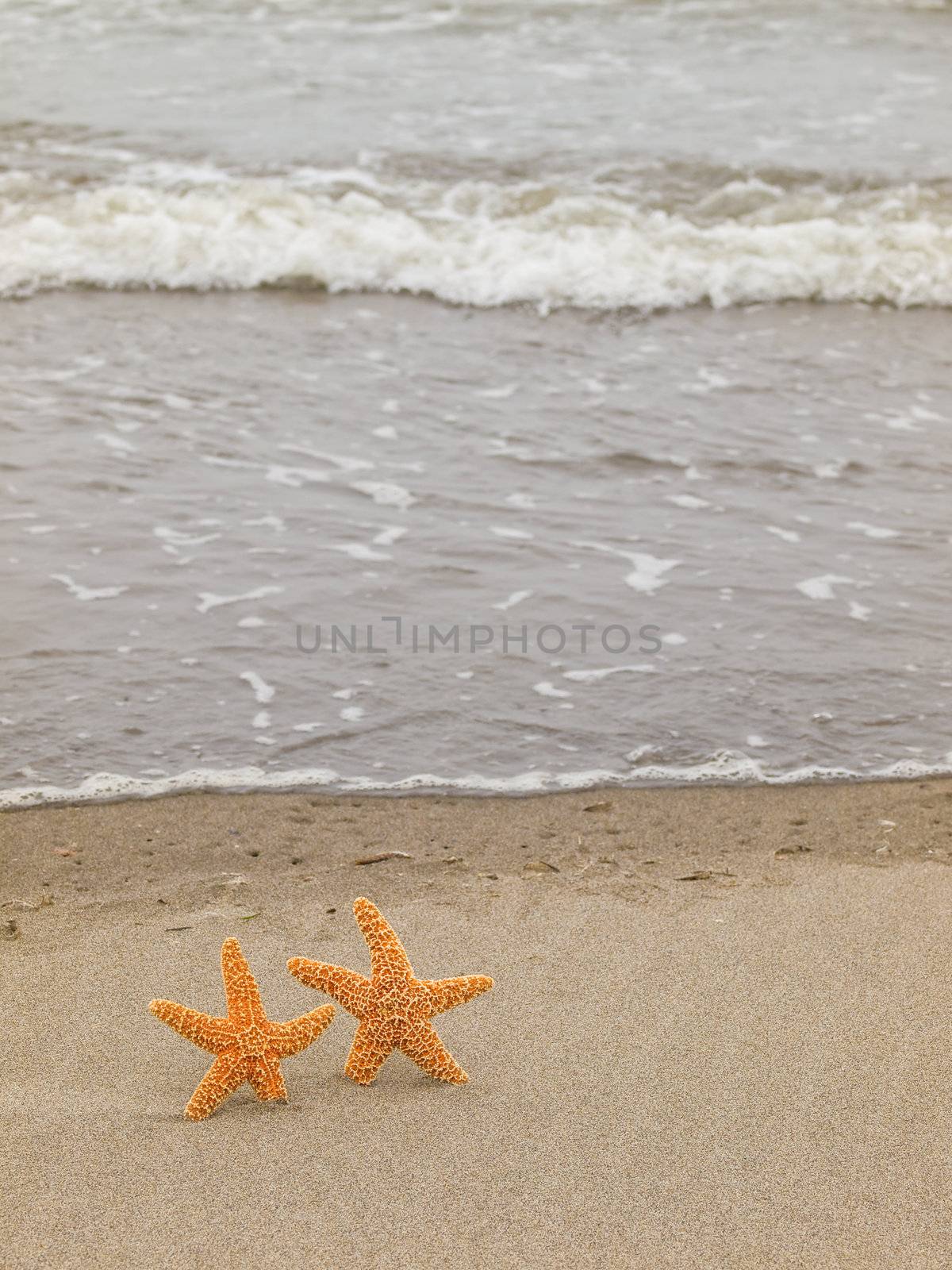 Two Starfish on the Shoreline with Waves in the Background