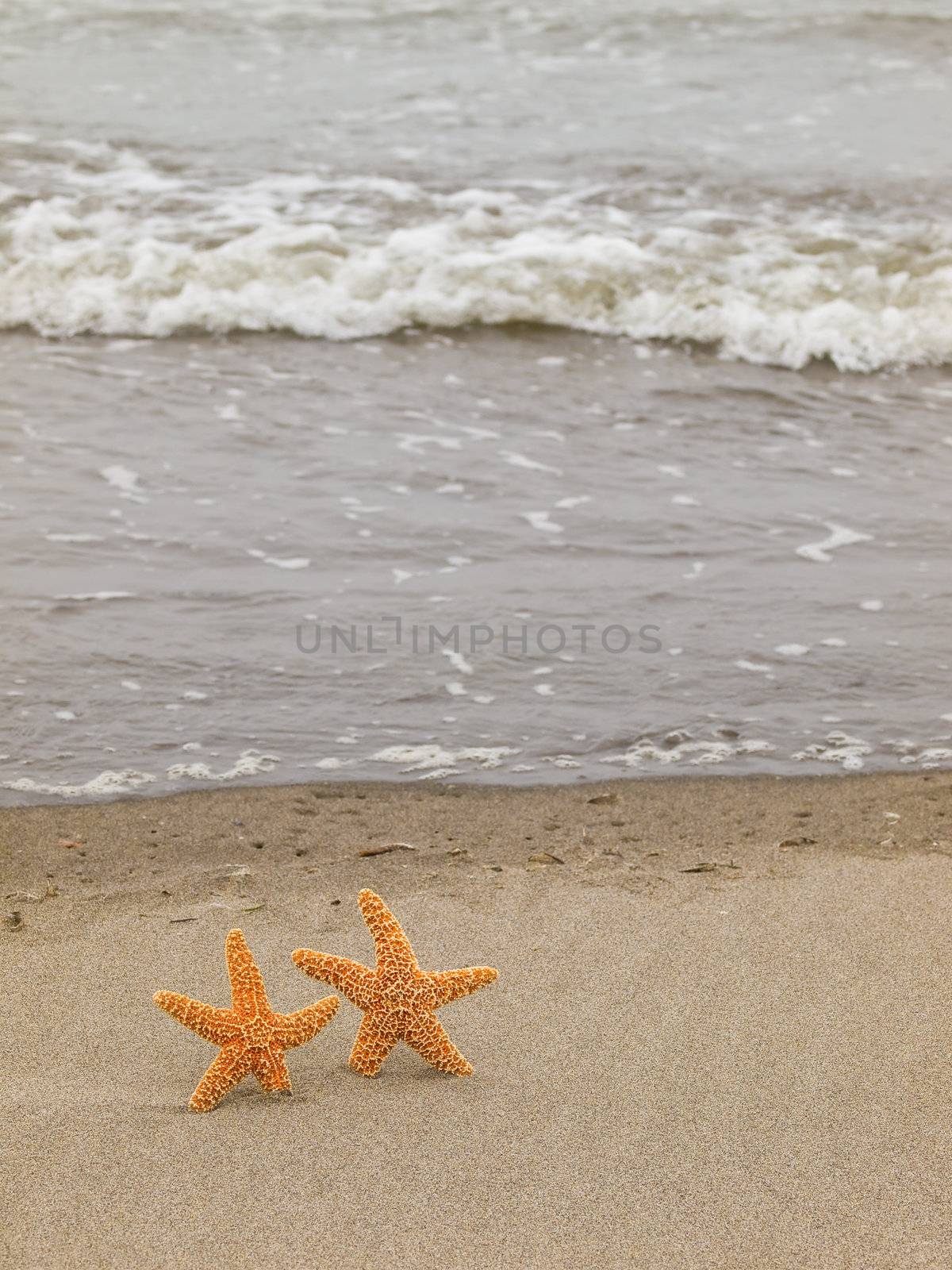 Two Starfish on the Shoreline with Waves in the Background