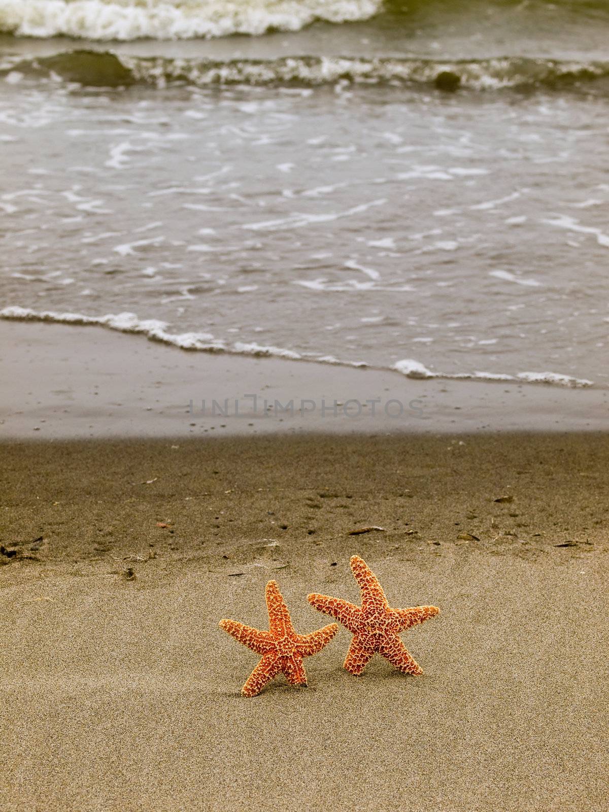 Two Starfish on the Shoreline with Waves in the Background