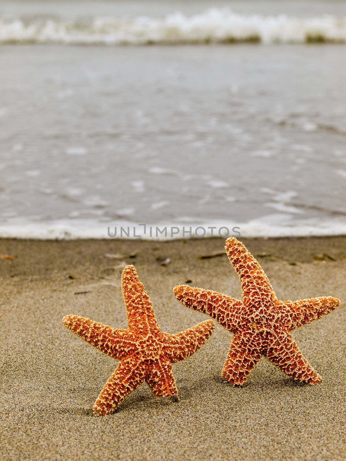 Two Starfish on the Shoreline with Waves in the Background