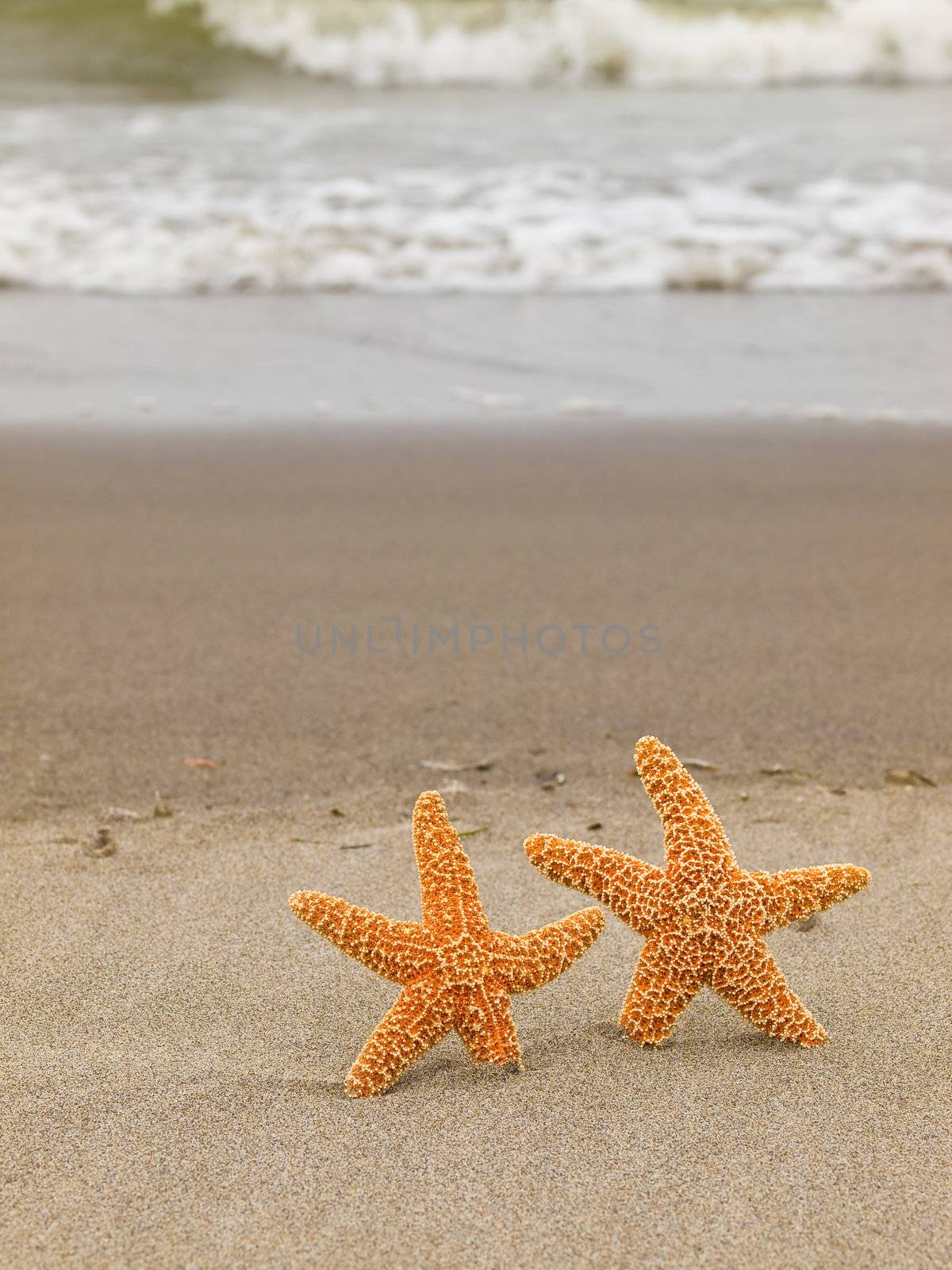 Two Starfish on the Shoreline with Waves in the Background