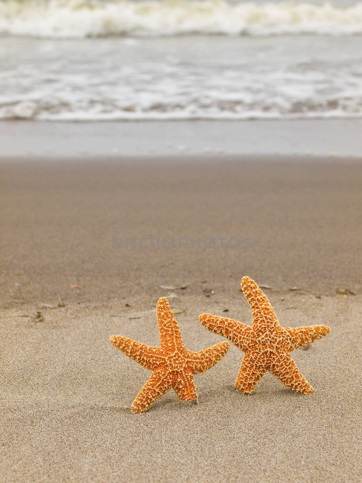 Two Starfish on the Shoreline with Waves in the Background