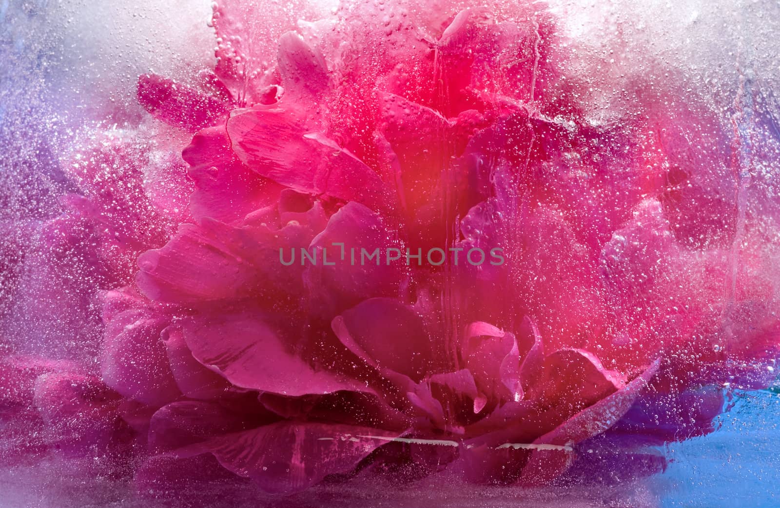  Frozen   pink peony flower  by foryouinf