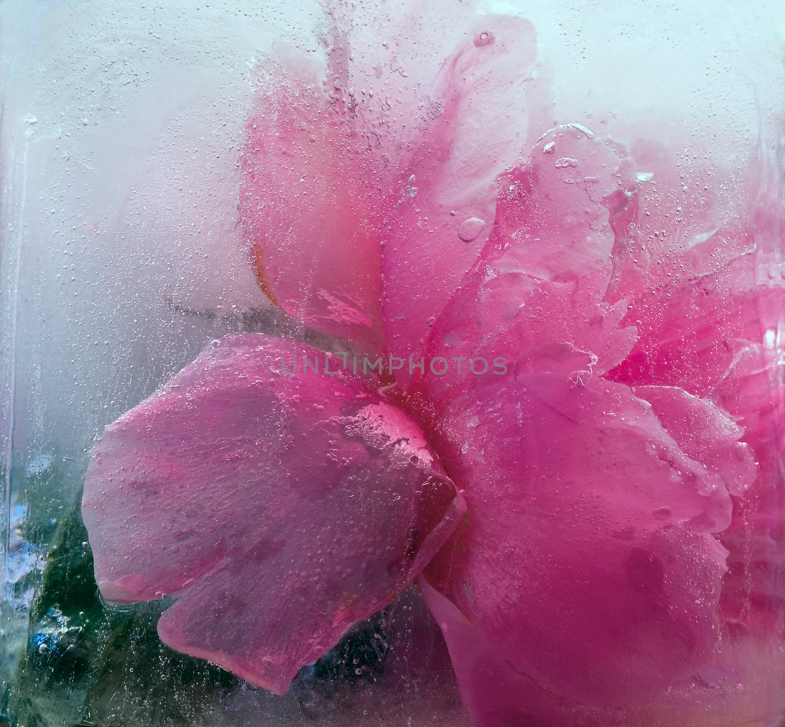  Frozen   pink peony flower  by foryouinf