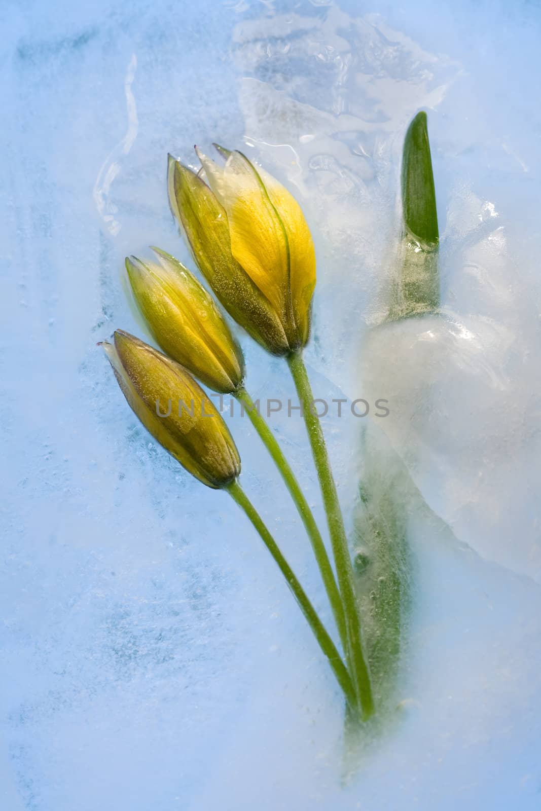  Frozen  	yellow tulip flower  by foryouinf
