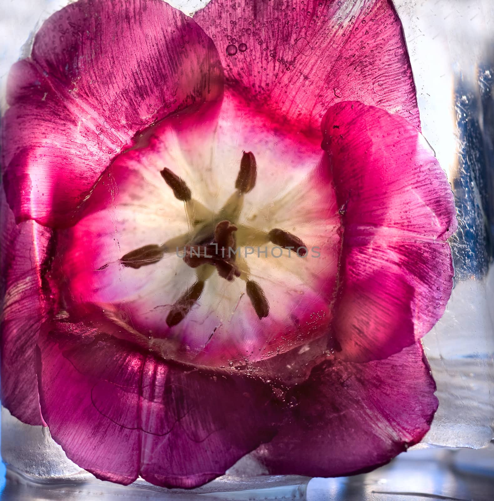 Frozen beautiful   tulip flower.  blossomsin the ice cube 