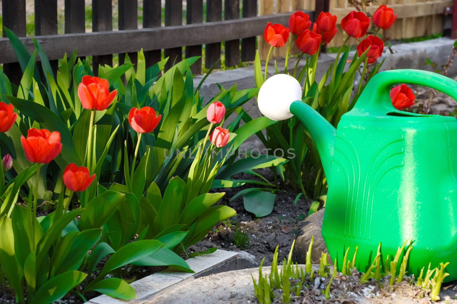 Watering can among red tulips in yard