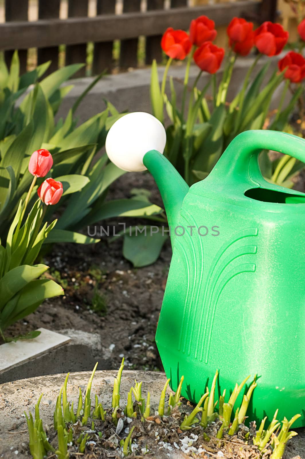 Watering can among red tulips by Angel_a
