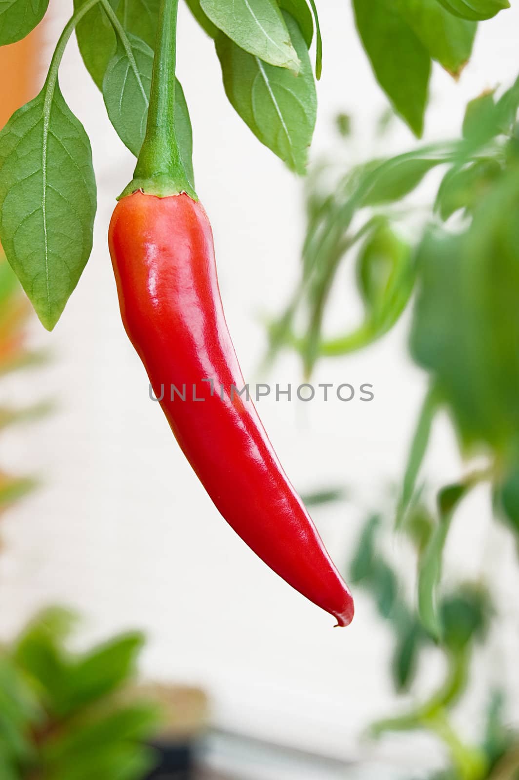 Red hot chili pepper tree growing
