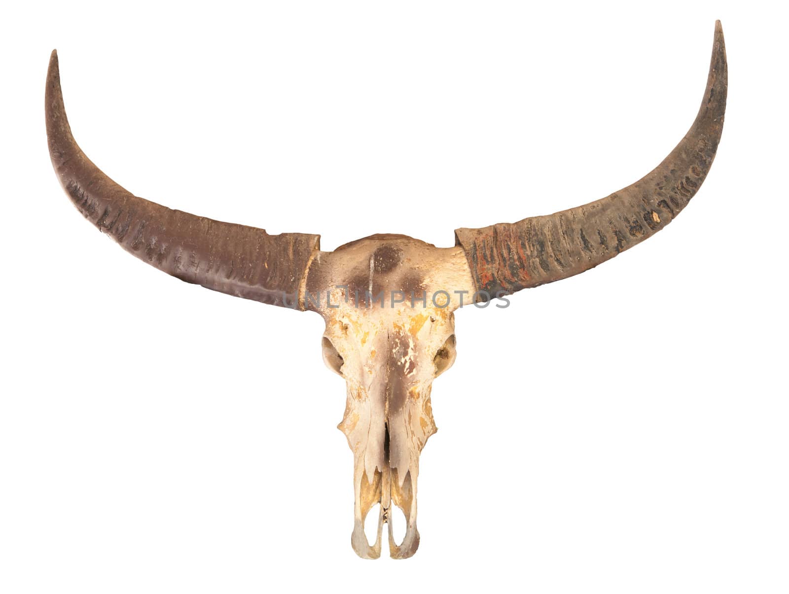 buffalo skull with horn isolated on white background
