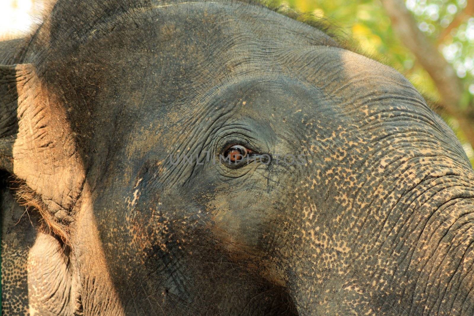 Asian elephant eyes are looking