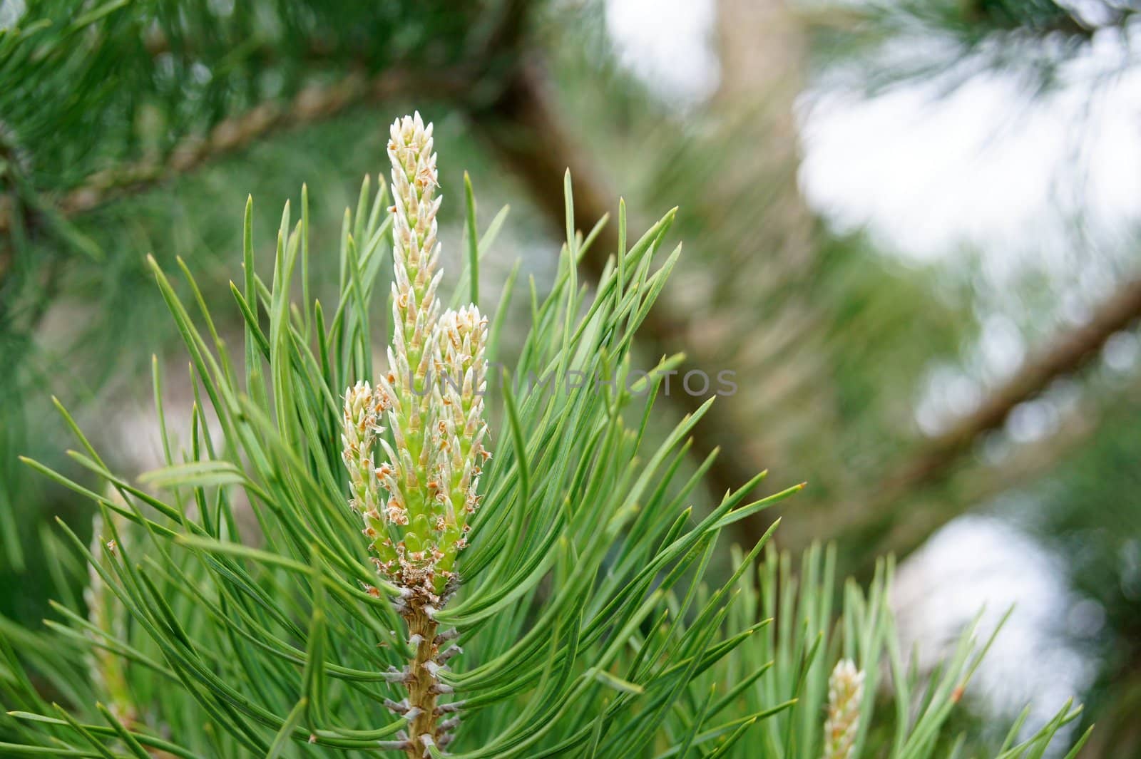 A part of green fir-tree in forest