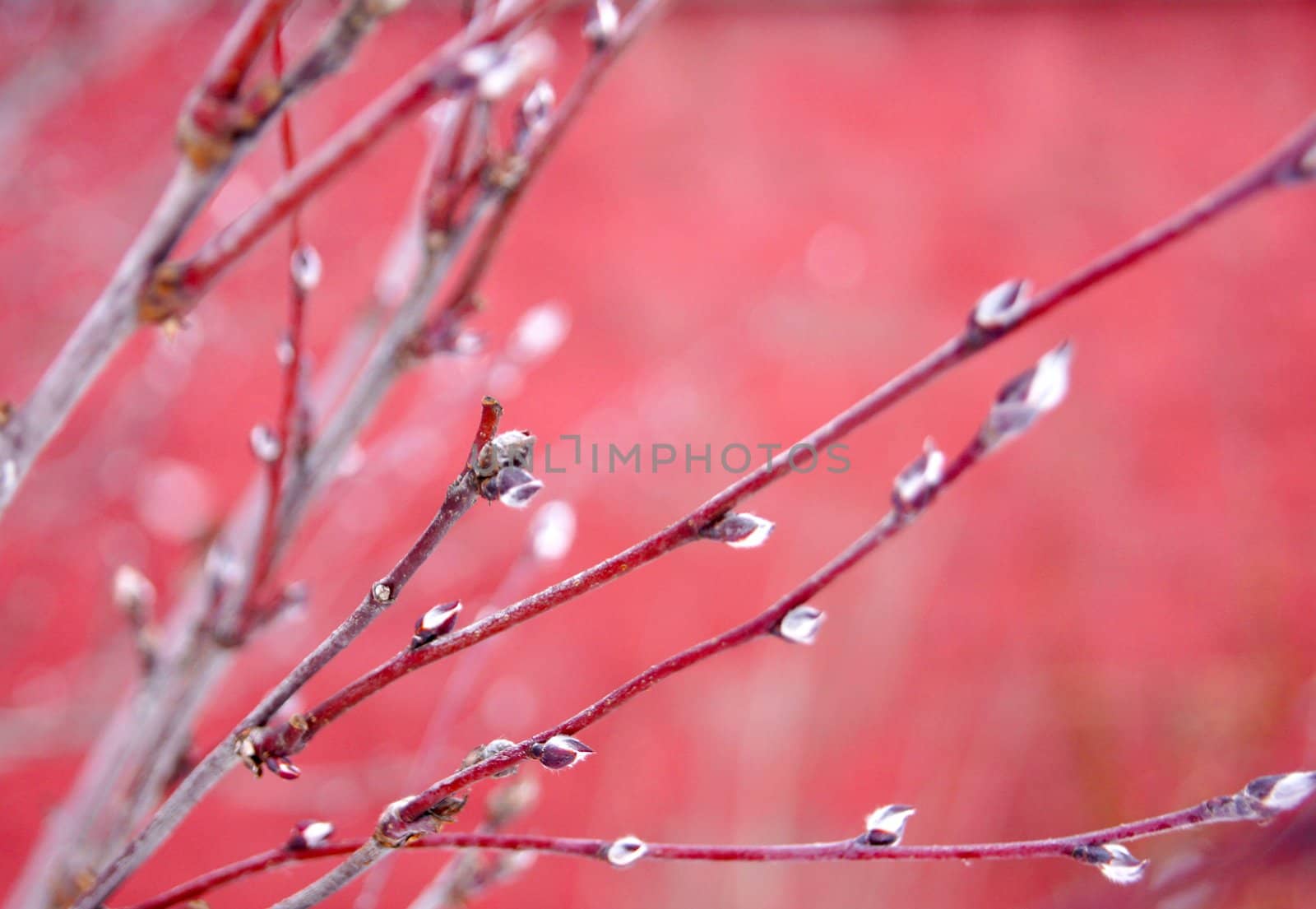 Branches on the red. Winter frost day