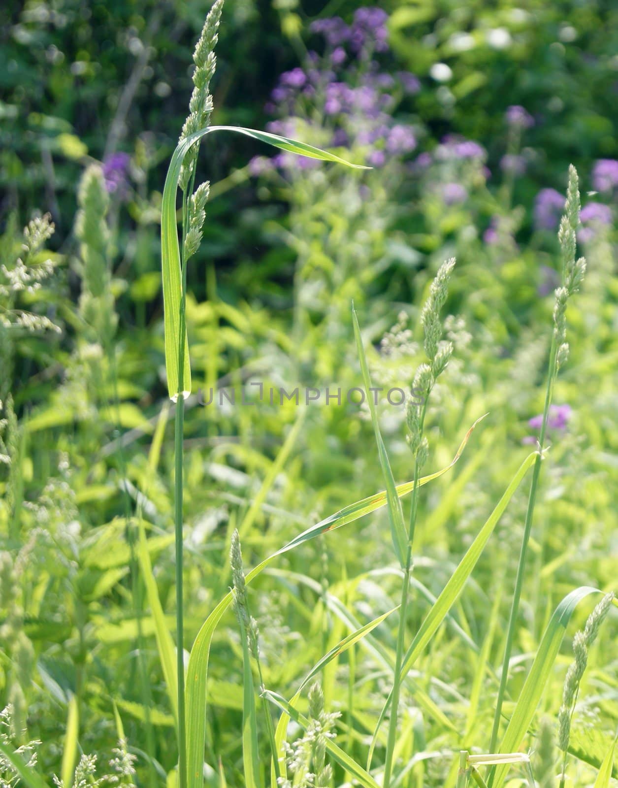 Green summer meadow, grass and flowers