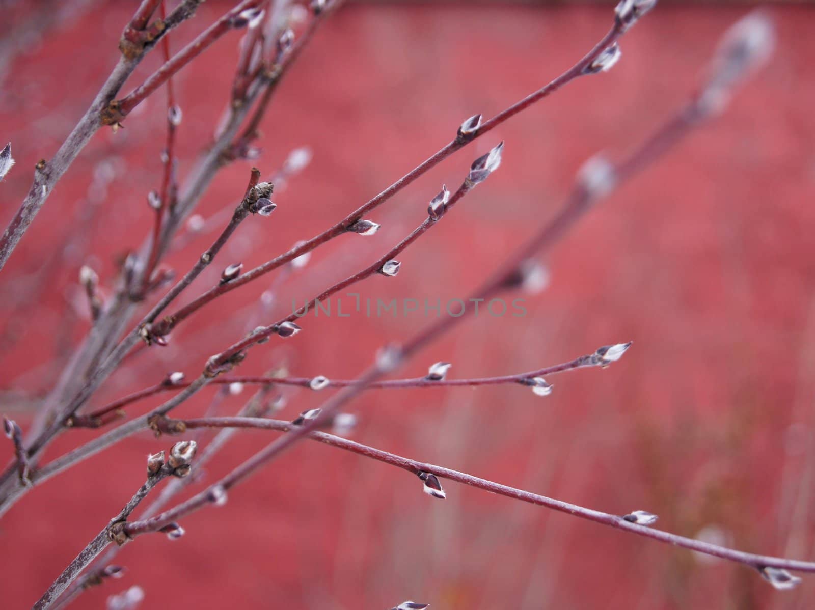 Branches on the red. Winter frost day
