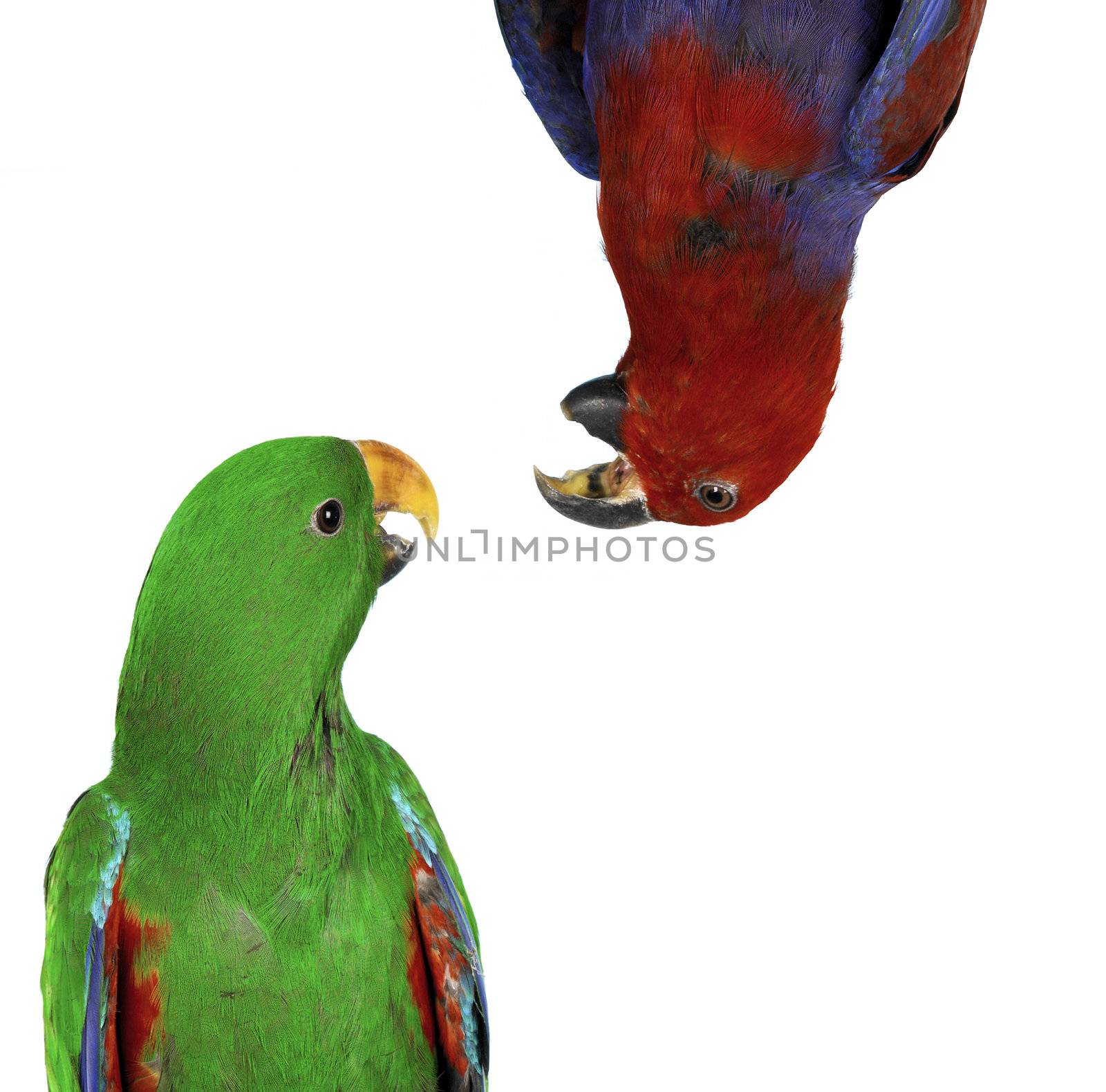 beautiful red and green macaw parrots by ozaiachin