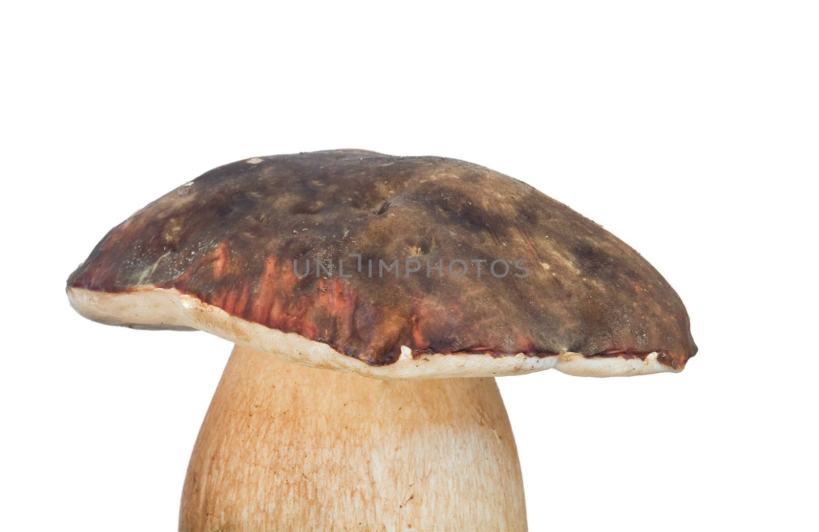 porcini mushroom on the white