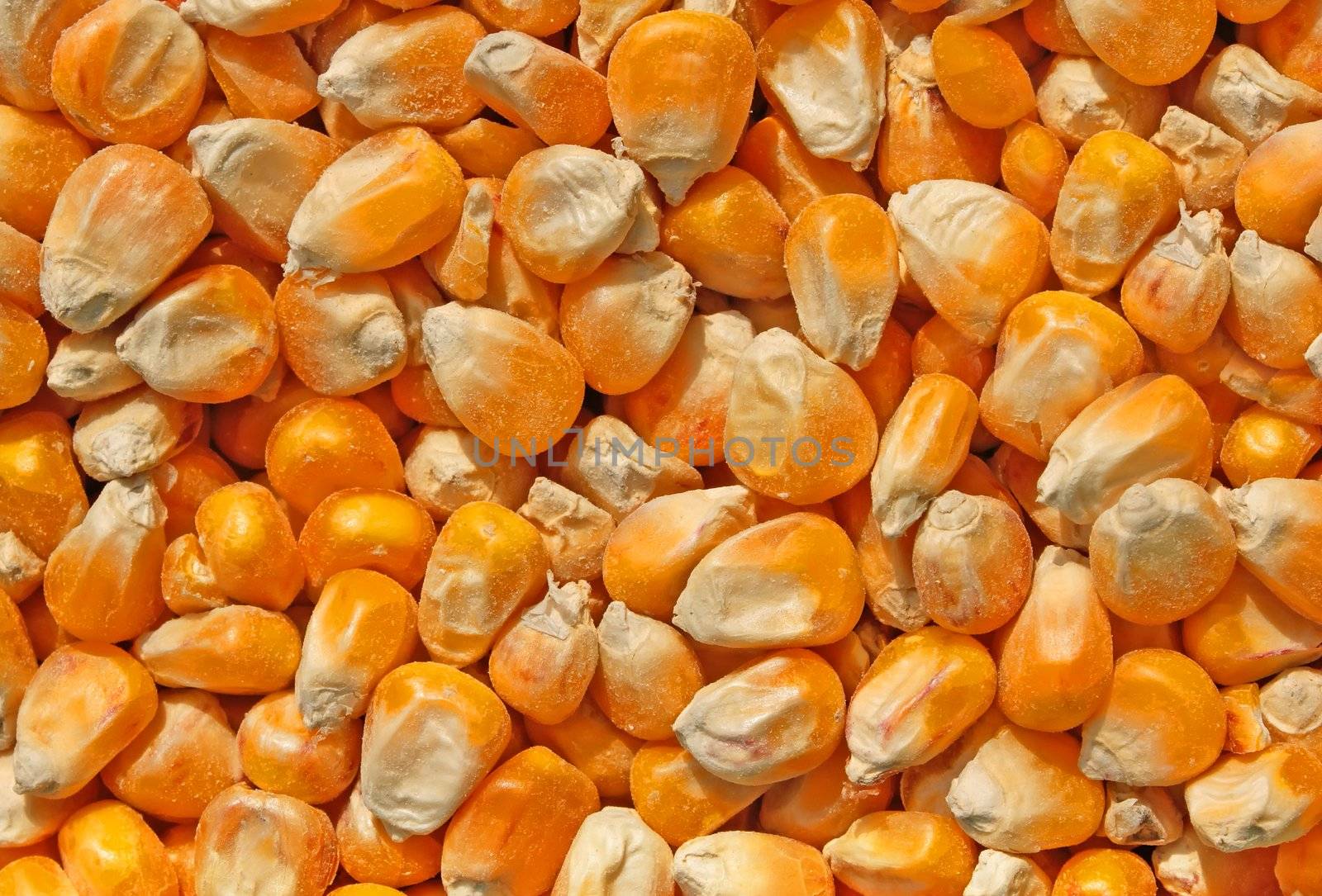 corn seeds close up as background by ozaiachin