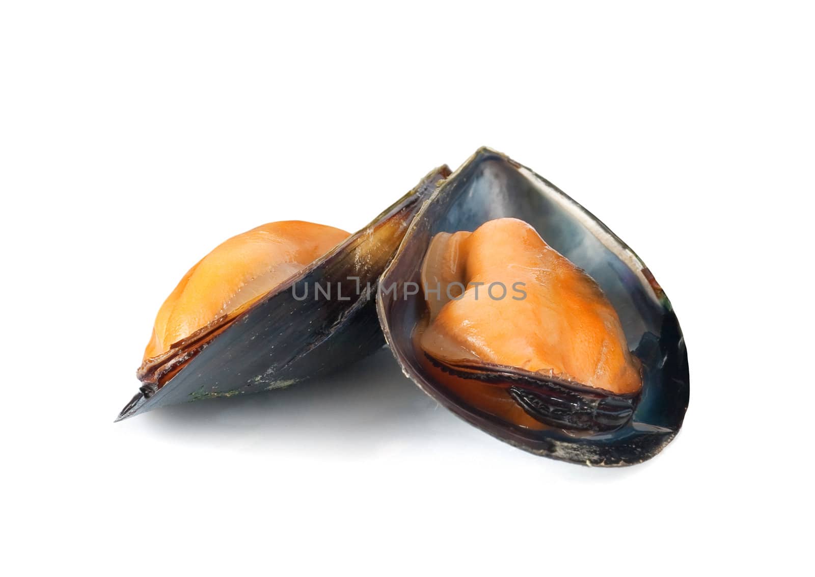 Some mussels just cooked isolated on white background