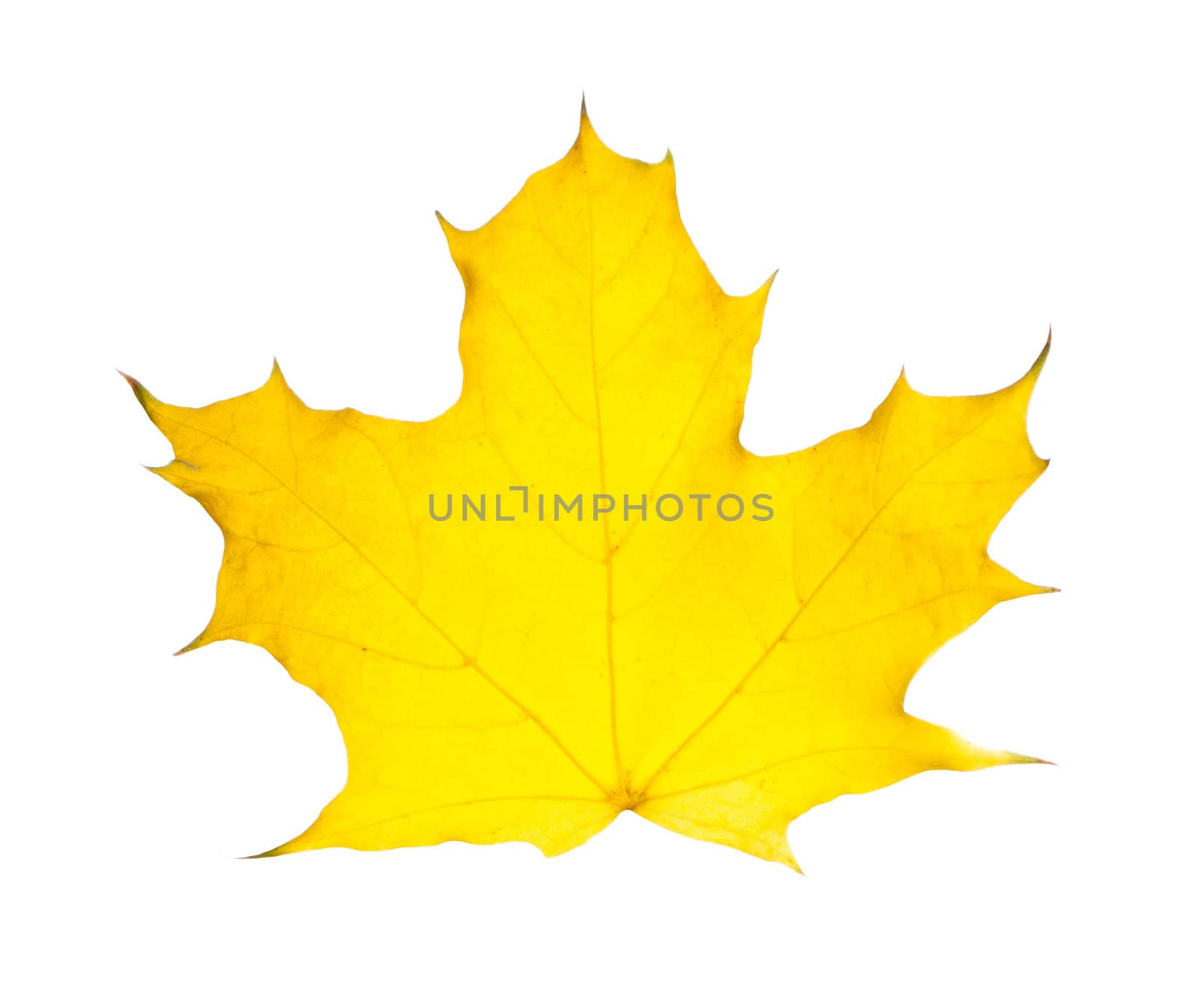 autumn leave maple isolated on white background