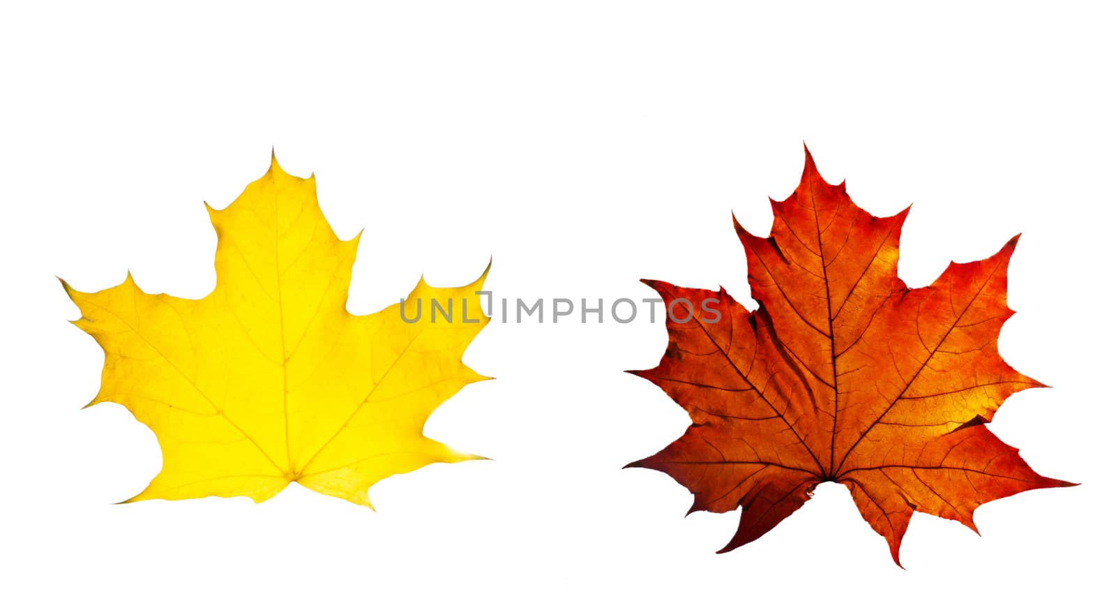 autumn yellow and red leaves maple isolated