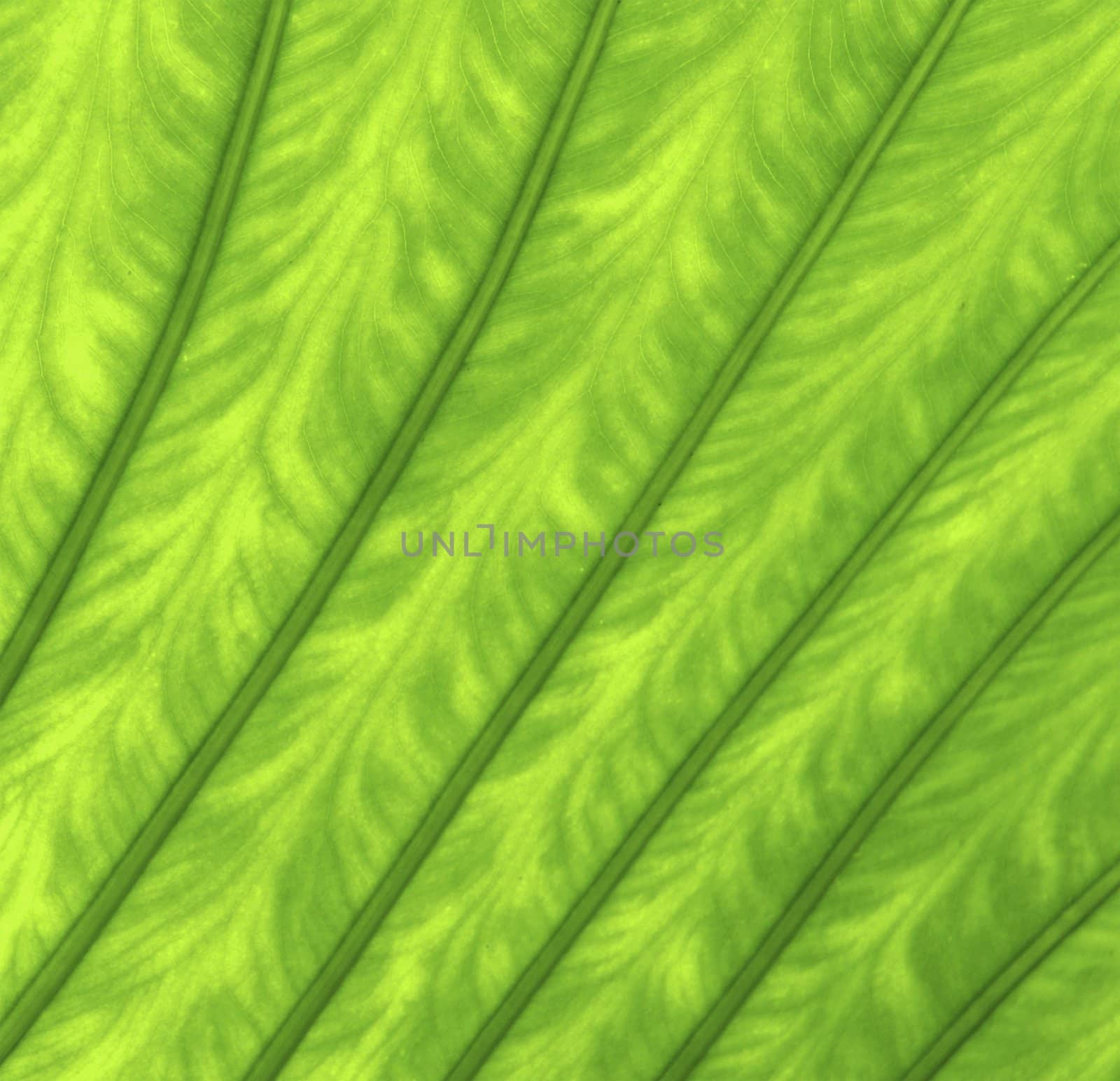 Texture of a green leaf as background by ozaiachin