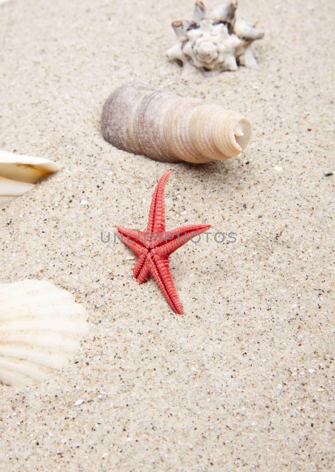 seashells on white sand