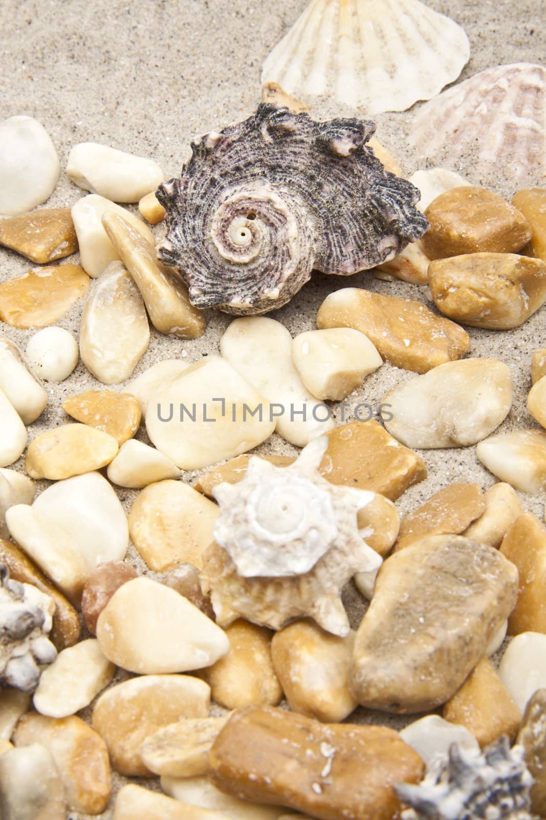 Sea shells and stones