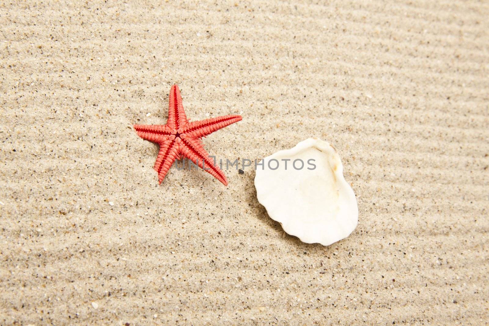 pearl on the seashell by ozaiachin