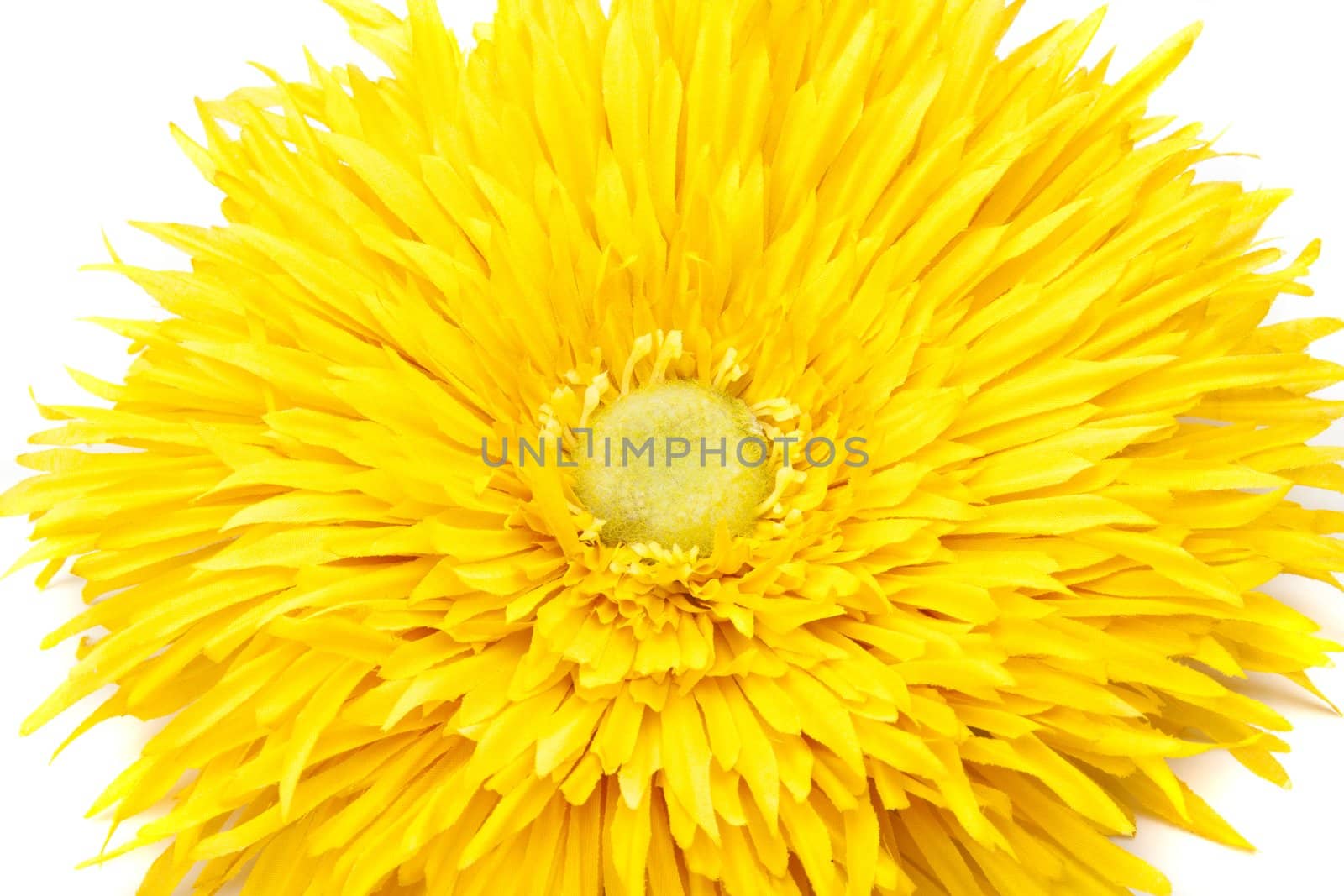 Yellow pion flower
