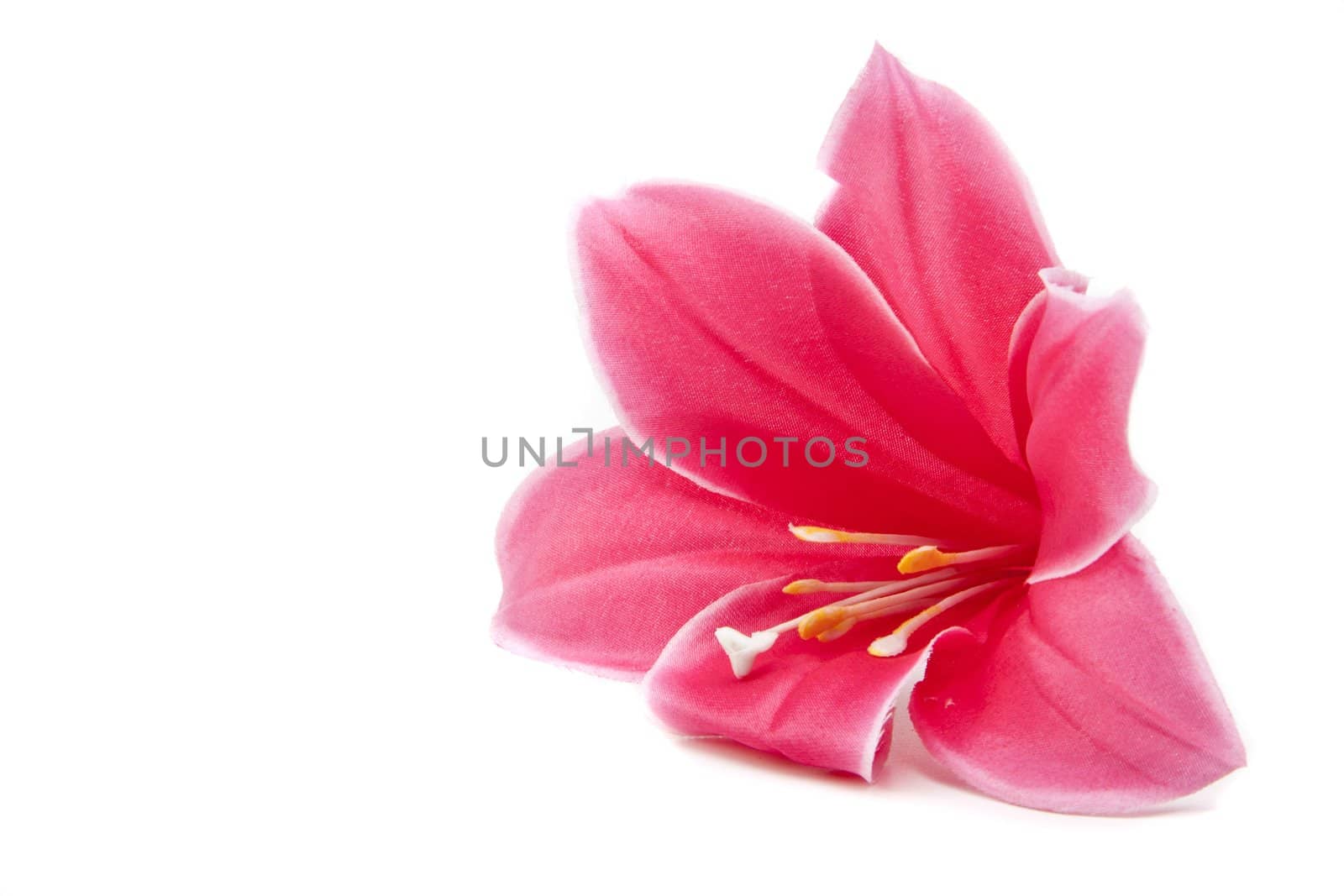 pink flower isolated on white background by ozaiachin