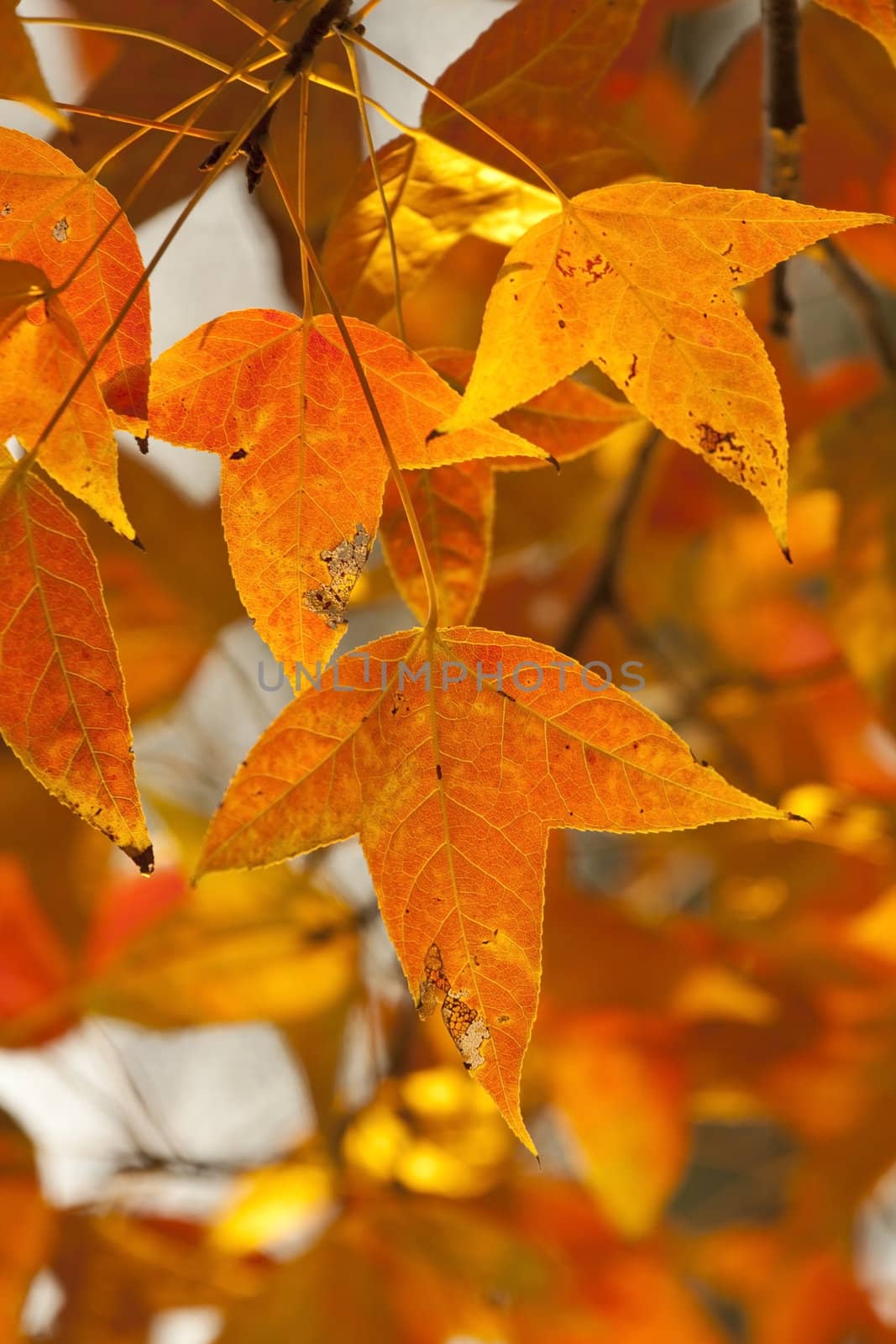 Red leaves in autumn forest