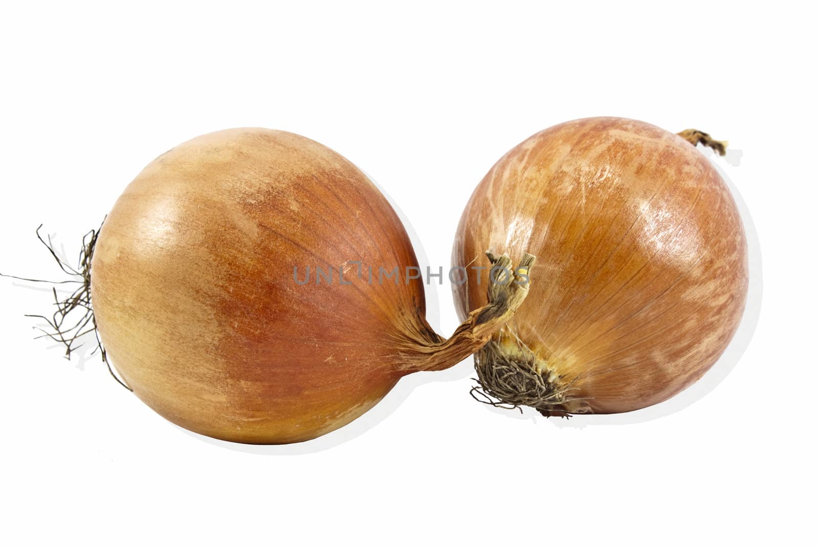 fresh onions vegetables isolated on white background