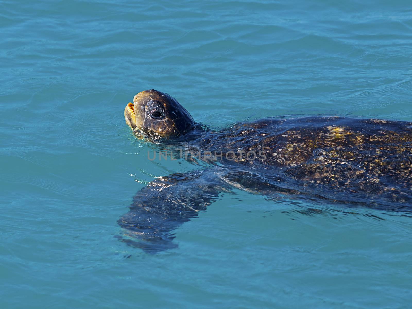 Green sea turtle lifting it's head above water to draw air