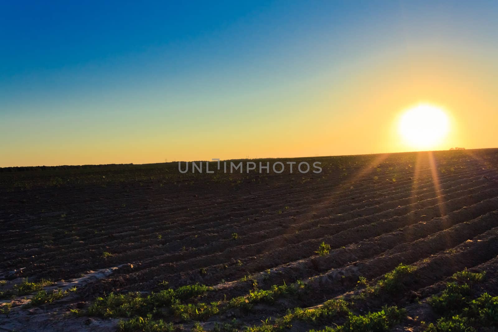 Bright sunset over green field. by ryhor