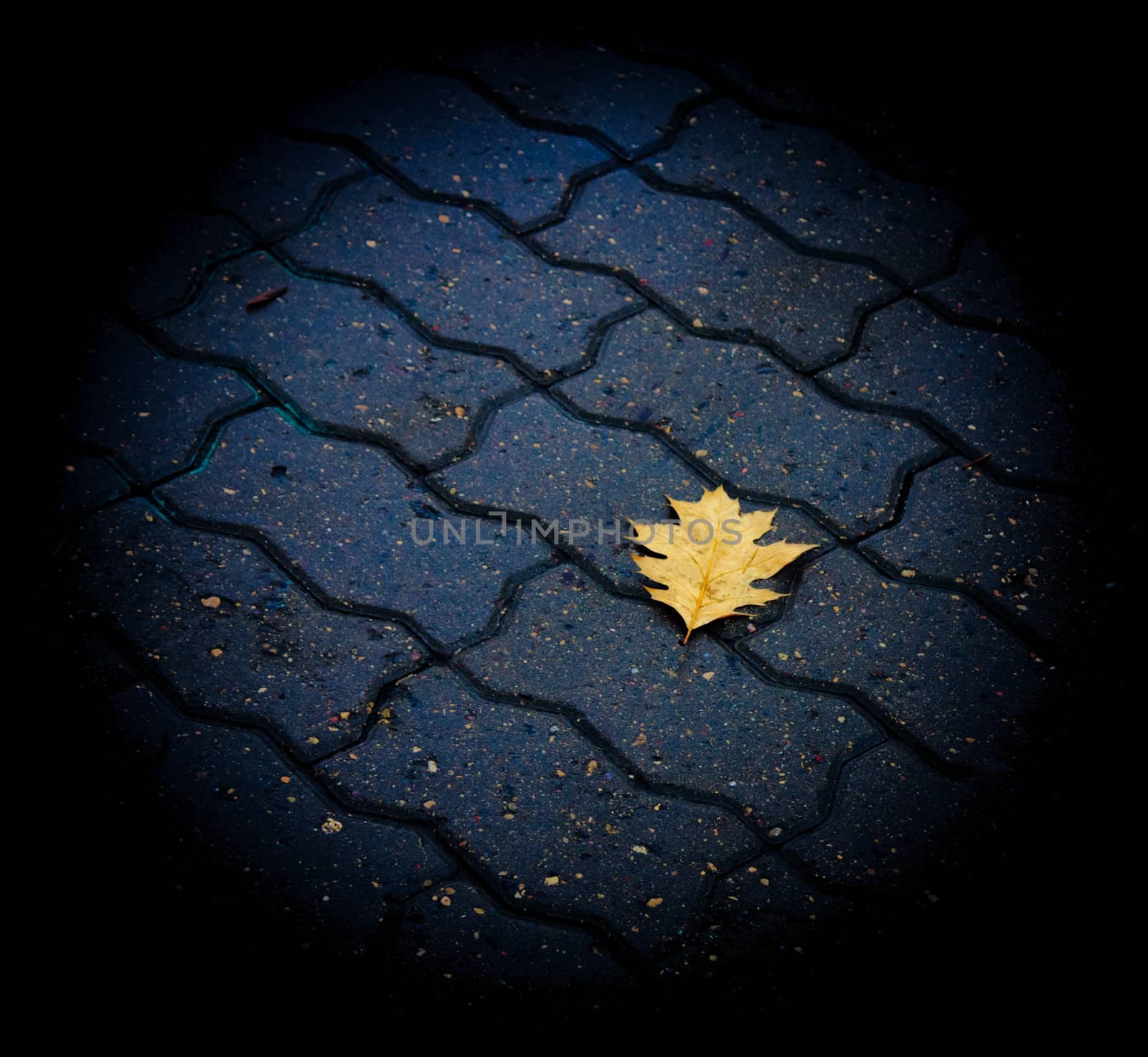 Lonely leaf of a tree in the floor