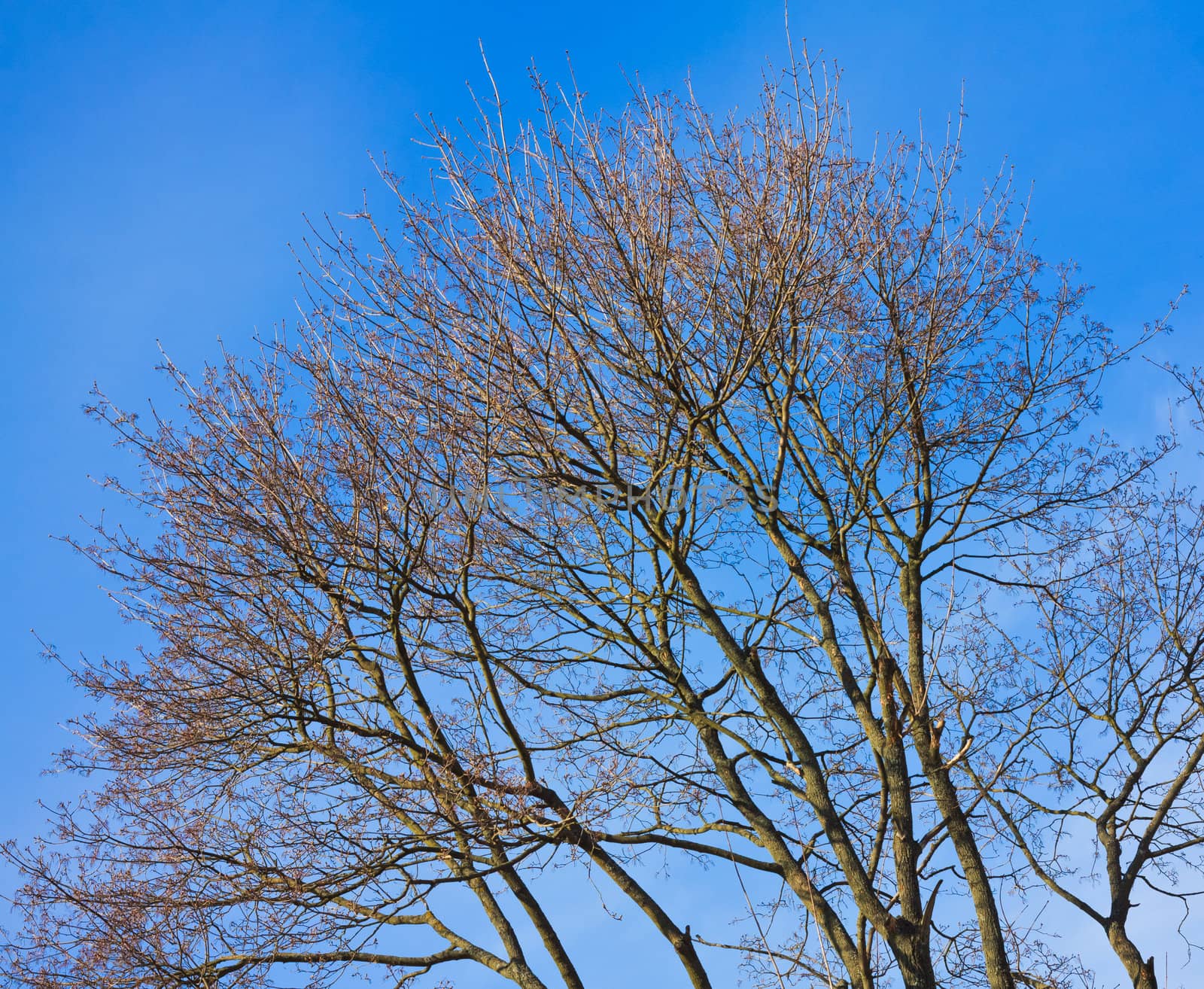 Crone tree on a background of the sky