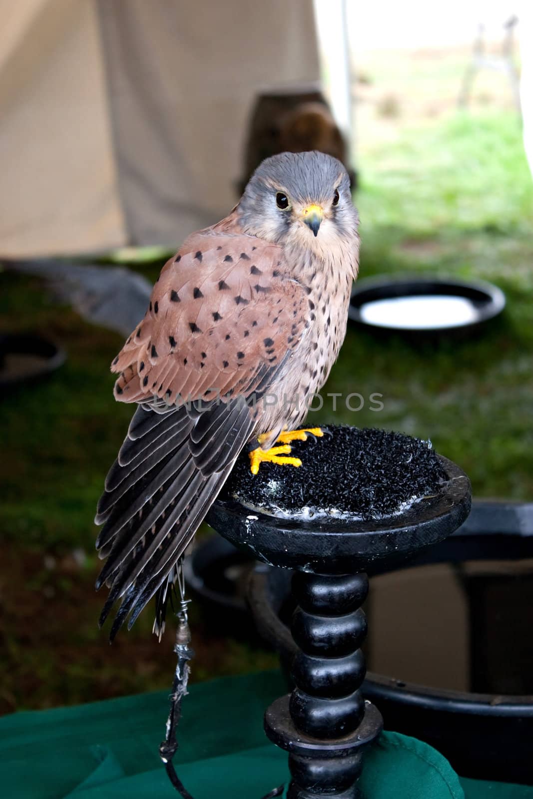 Falcon resting on its perch with beautiful spotted feathers.