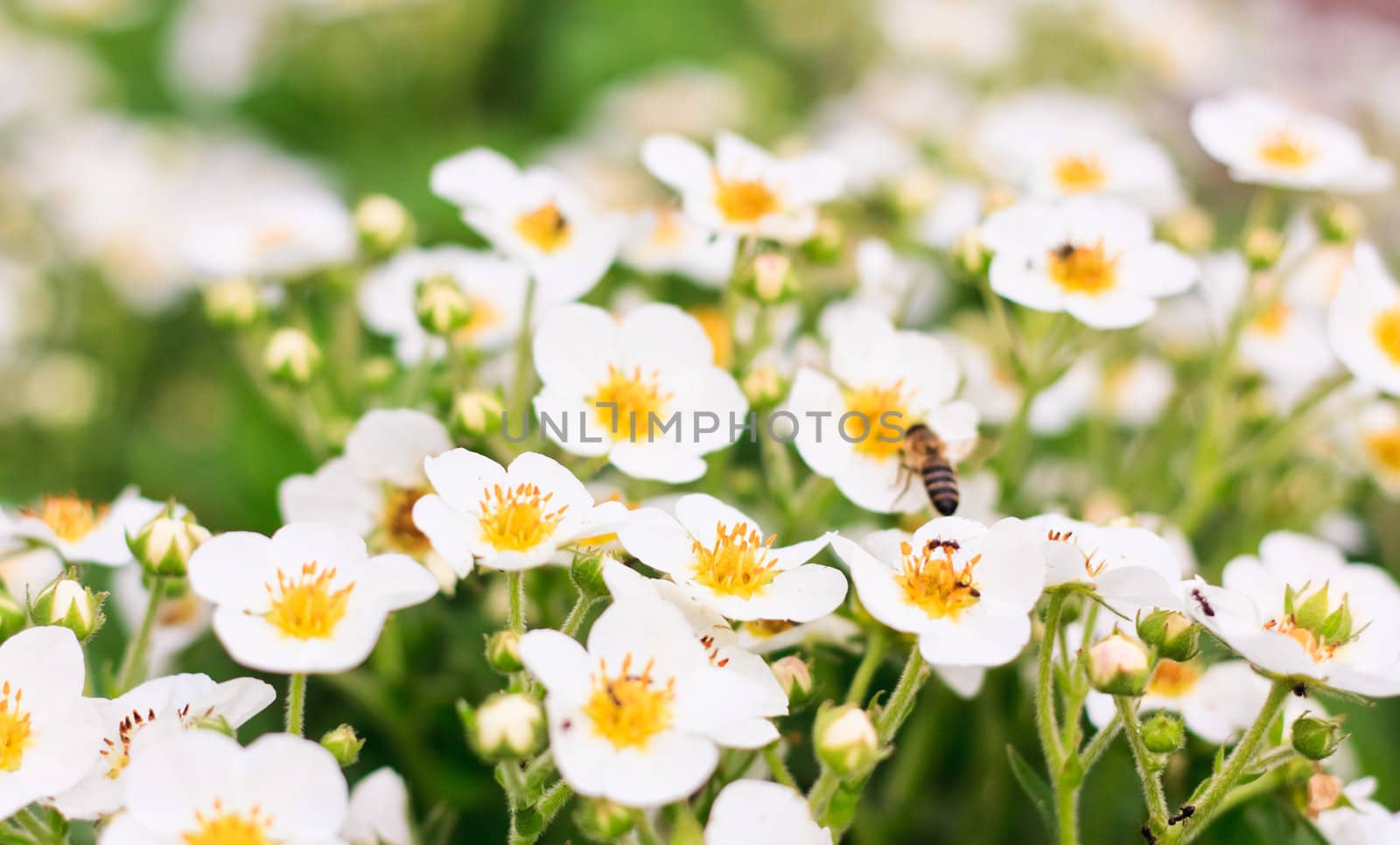 Detail of strawberry flowers on green background.