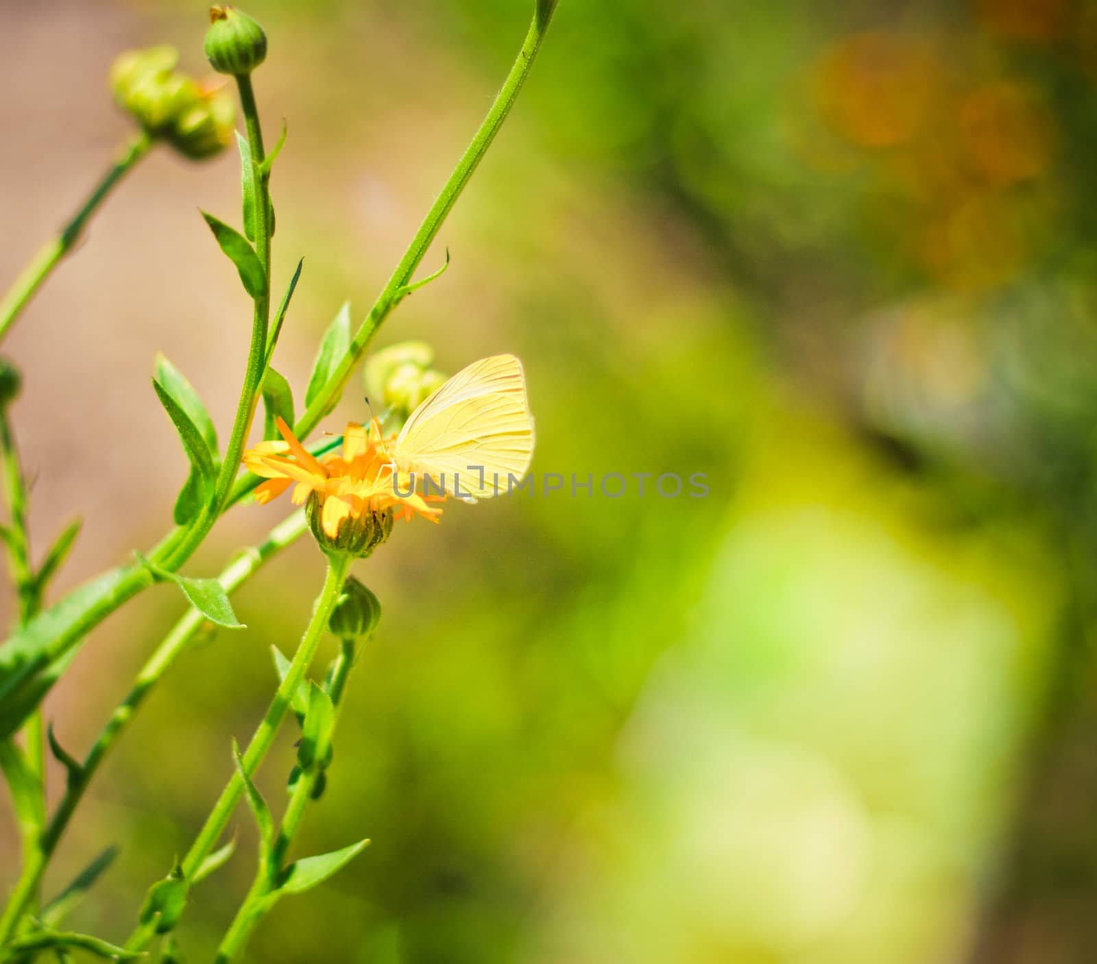 White butterfly on a flower by ryhor