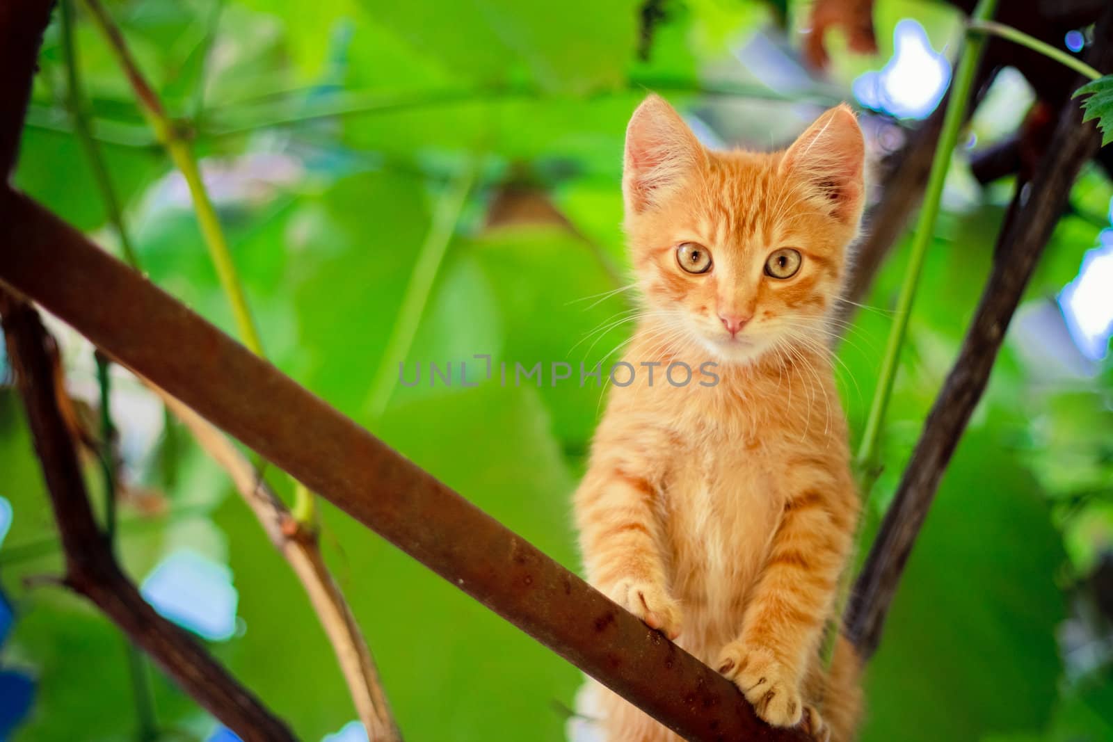 Young kitten sitting on branch outdoor shot at sunny day