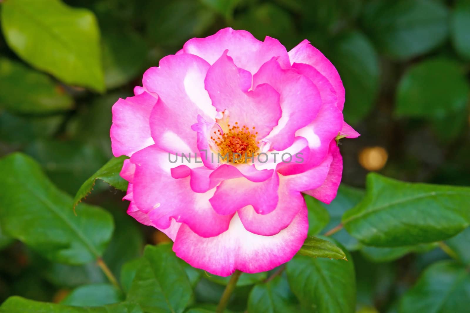 Flower of pink rose in front of leaves