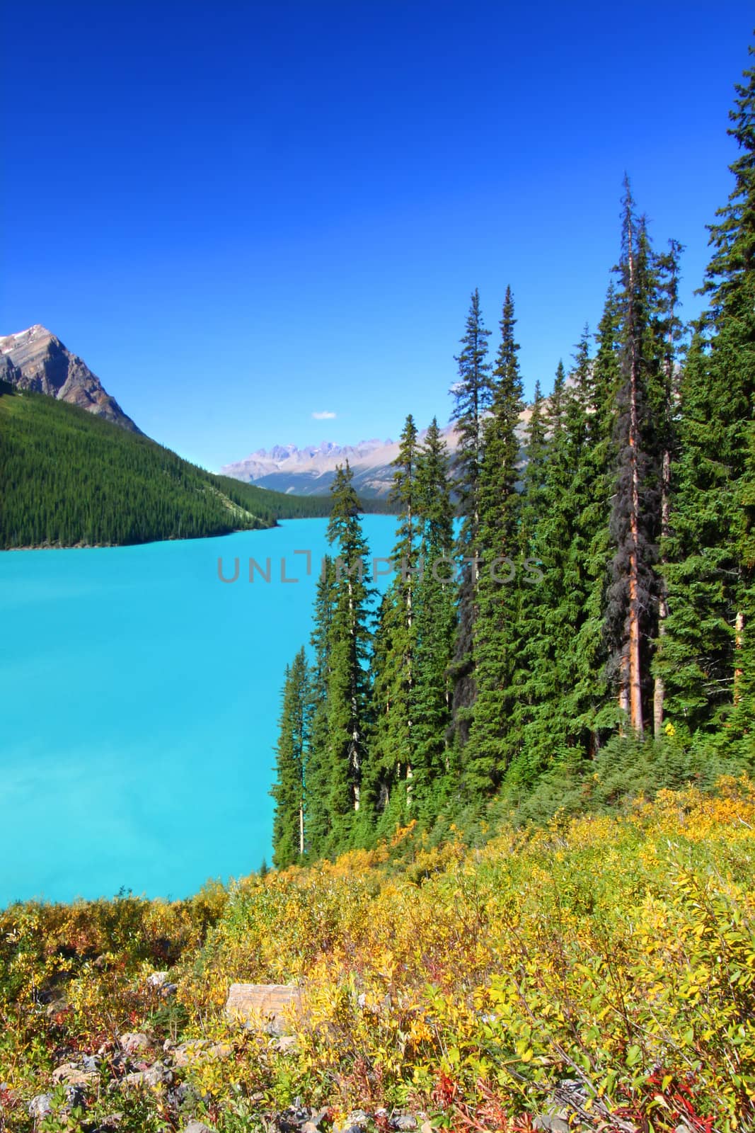 Turquoise waters of Peyto Lake in Banff National Park - Canada.