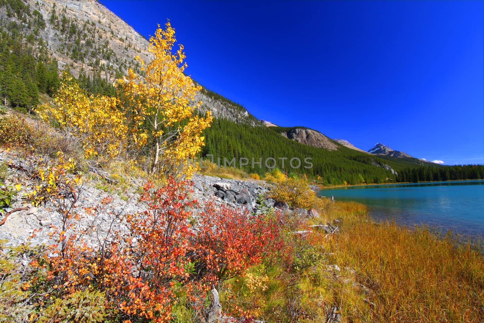 Bright fall colors along the shoreline of Waterfowl Lakes in Banff National Park.