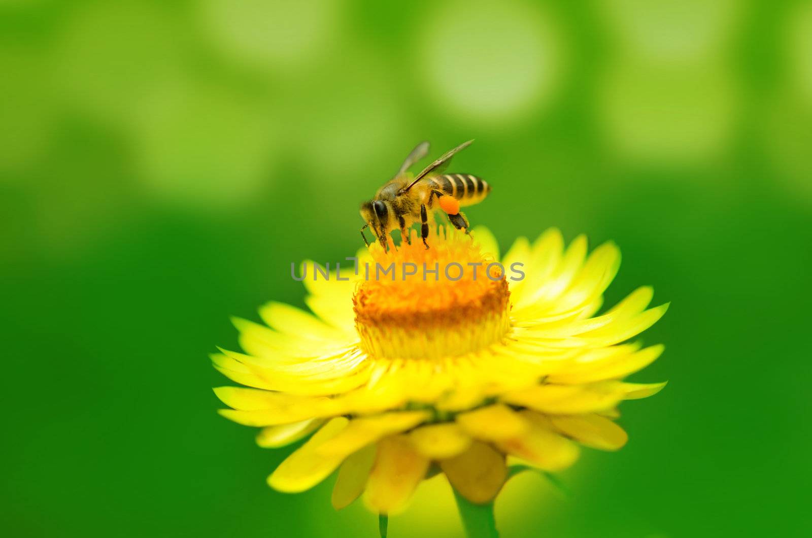 Close up bee on a daisy flower