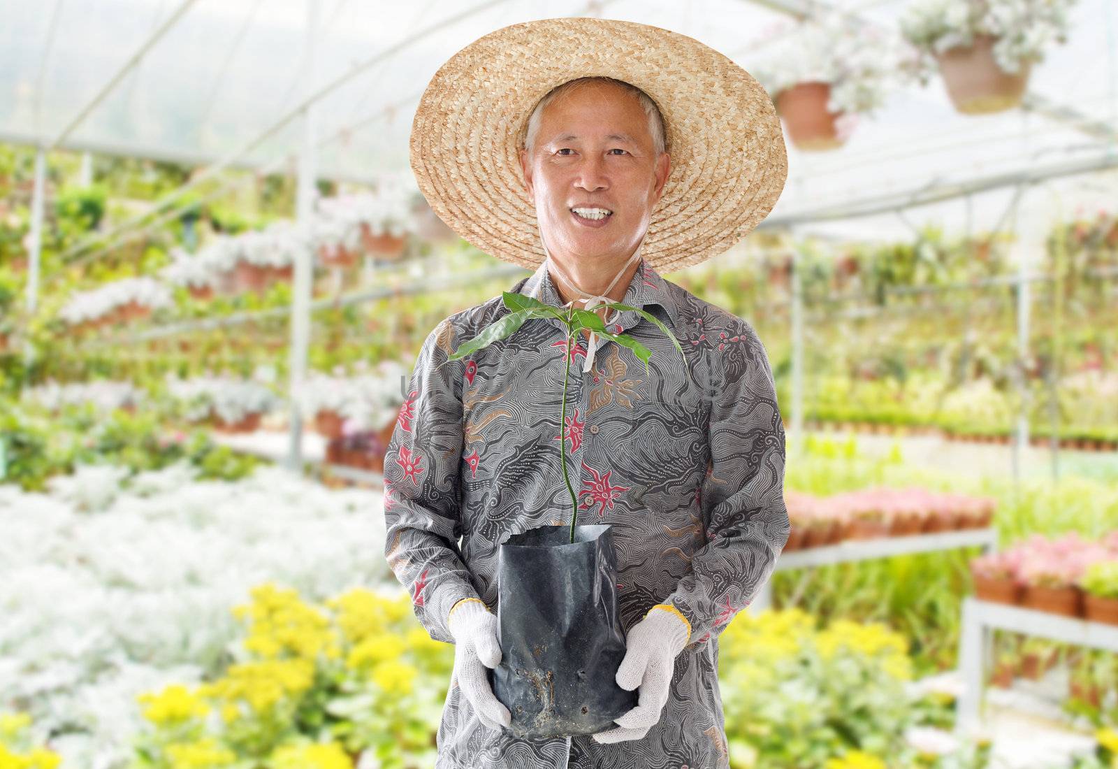 Asian Chinese farmer holding a young plant in green house