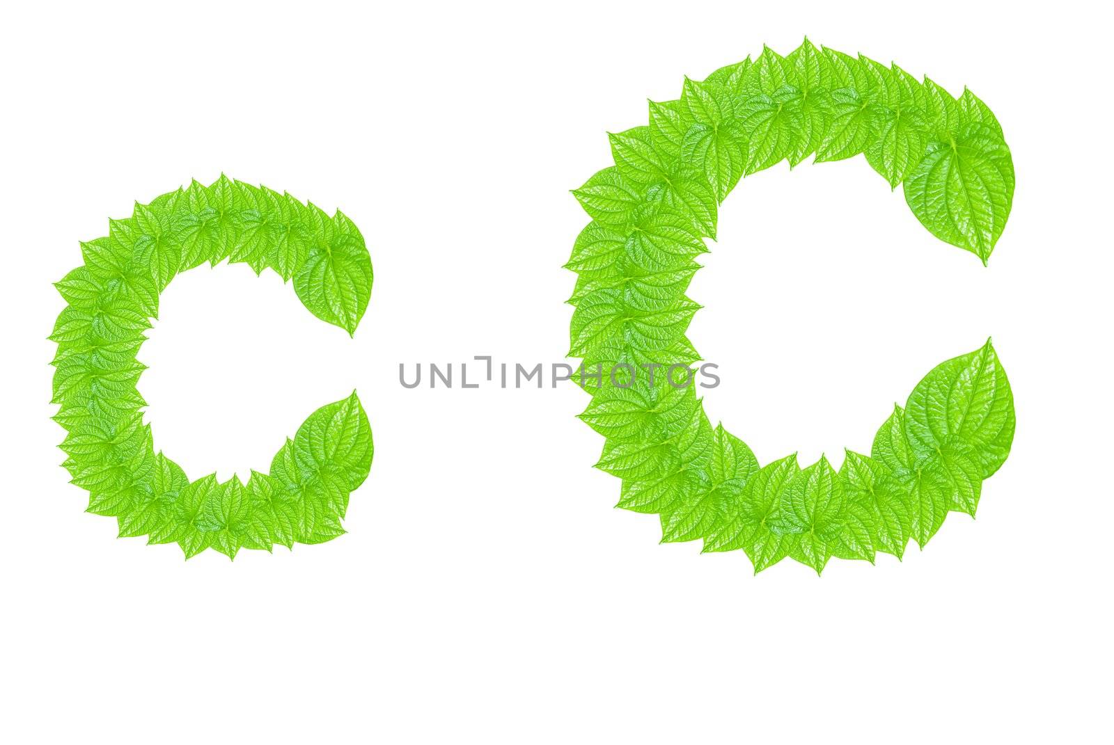 English alphabet made from green leafs with letter C in small capital and large capital letter
