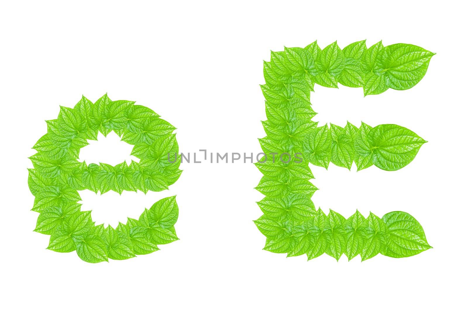 English alphabet made from green leafs with letter E in small capital and large capital letter